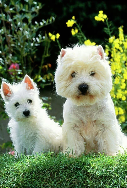 West Highland White Terrier Dog with puppy