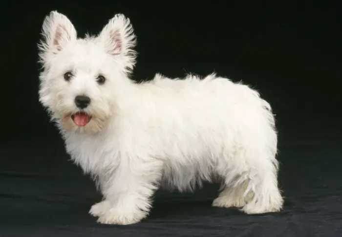 Framed Print : West Highland White Terrier Dog - Puppy Framed Print : West Highland White Terrier Dog - Puppy