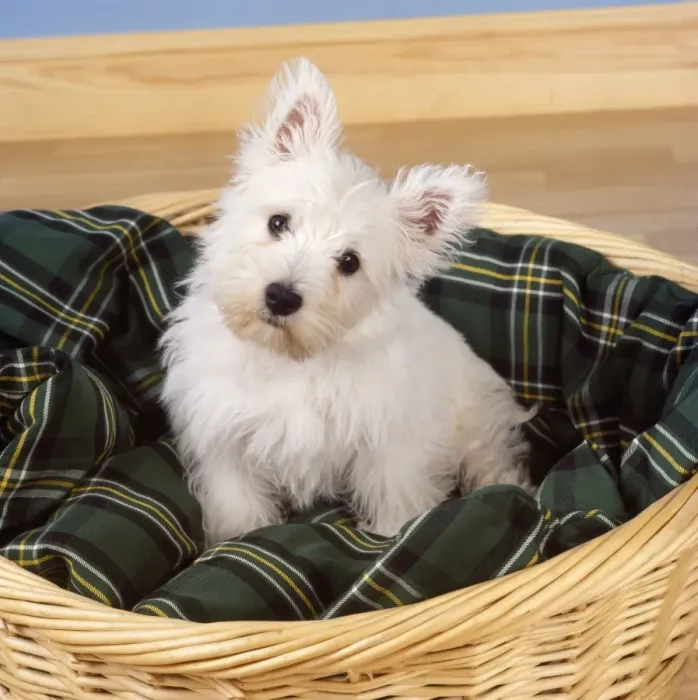 Framed Print : West Highland White Terrier Dog - puppy in basket Framed Print : West Highland White Terrier Dog - puppy in basket