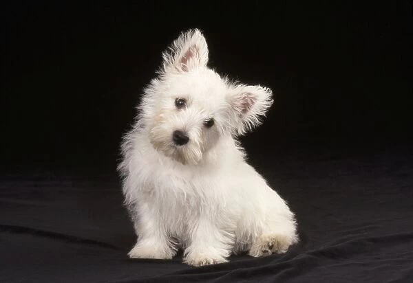 West Highland White Terrier Dog - puppy sitting