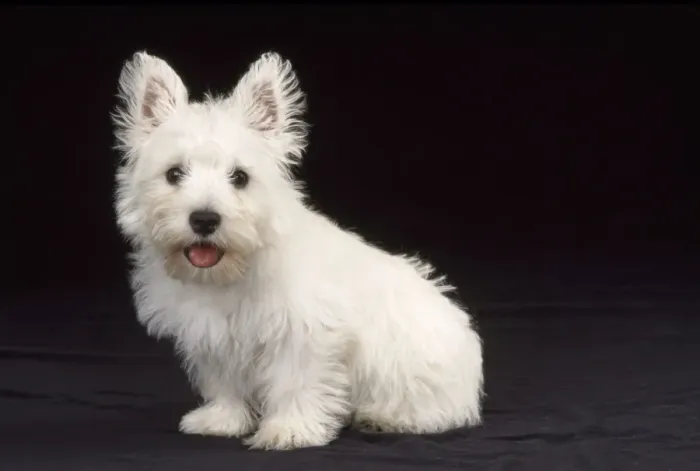 Framed Print : West Highland White Terrier Dog - puppy sitting Framed Print : West Highland White Terrier Dog - puppy sitting