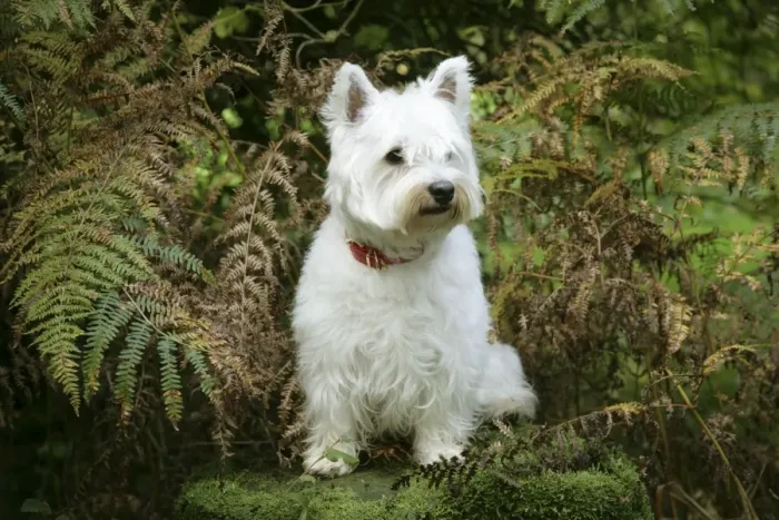 Framed Print : West Highland White Terrier dog sitting by bracken Framed Print : West Highland White Terrier dog sitting by bracken