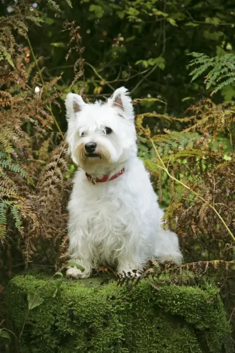 Framed Print : West Highland White Terrier dog sitting by bracken Framed Print : West Highland White Terrier dog sitting by bracken