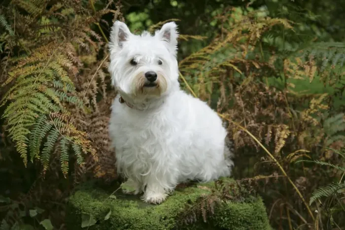 Framed Print : West Highland White Terrier dog sitting by bracken Framed Print : West Highland White Terrier dog sitting by bracken