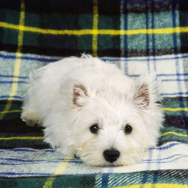 West Highland White Terrier - puppy