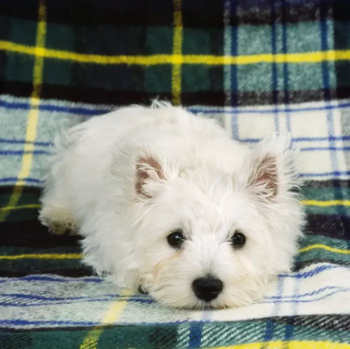 Framed Print : West Highland White Terrier - puppy Framed Print : West Highland White Terrier - puppy