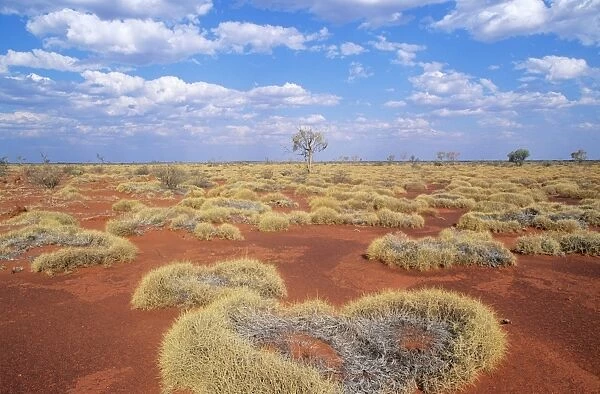 Western Australia - Gibson desert, old spinifex plants (Triodia sp. )
