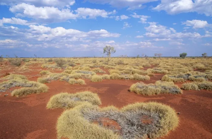 Framed Print : Western Australia - Gibson desert, old spinifex plants (Triodia sp. )