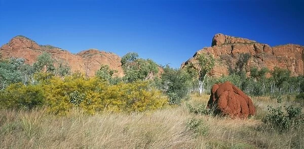 Western Australia JPF 12780 Termite mount & vegetation: Wattles. Purnululu National Park Bungle Bungle range Acacia sp & Eucalyptus sp. © Jean-Paul Ferrero  /  ardea. com