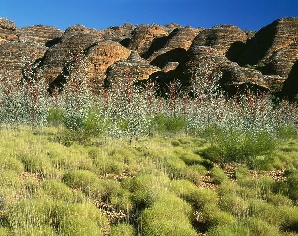 Western Australia - limestone beehives with Prickly or Holly Grevillea (Grevillea wickhamii). Purnululu National Park, Bungle Bungle Range
