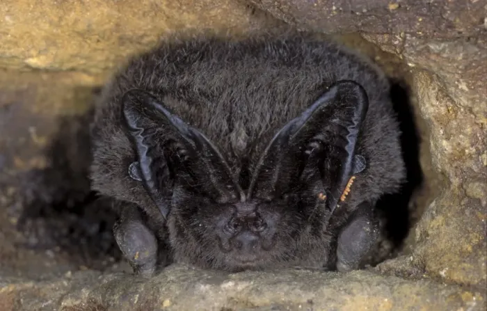 Framed Print : Western Barbastelle Bat - hibernation at cave - NP Bohemian forest - Czech Republic Framed Print : Western Barbastelle Bat - hibernation at cave - NP Bohemian forest - Czech Republic