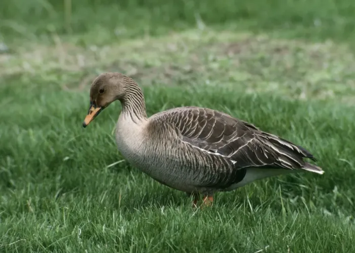 Framed Print : Western Bean Goose - Standing on grass Framed Print : Western Bean Goose - Standing on grass