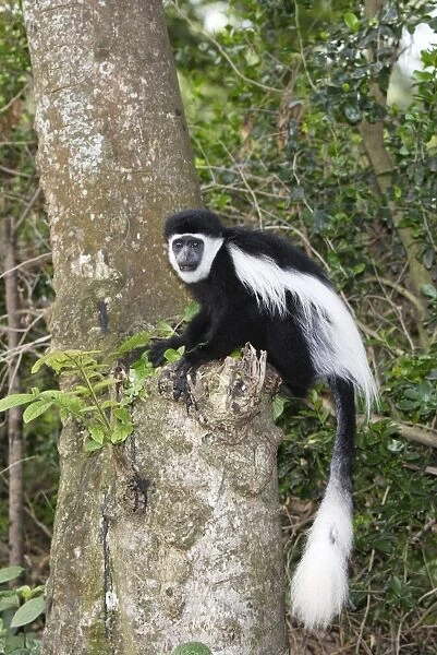 Western Black-and-white Colobus Monkey. Awasa - Arsi Region - Ethiopia