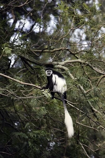 Western Black-and-white Colobus Monkey. Awasa - Arsi Region - Ethiopia