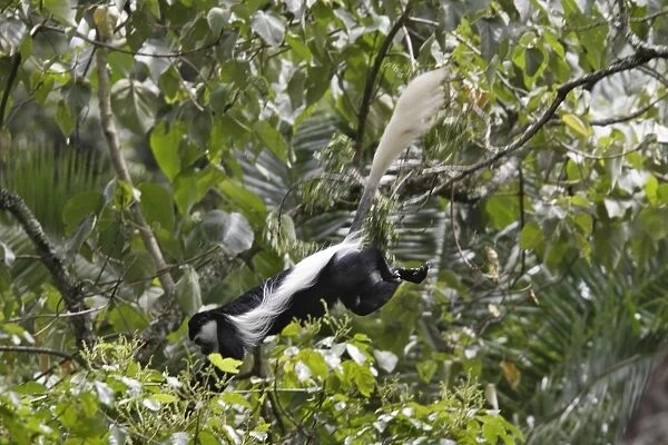 Western Black-and-white Colobus Monkey