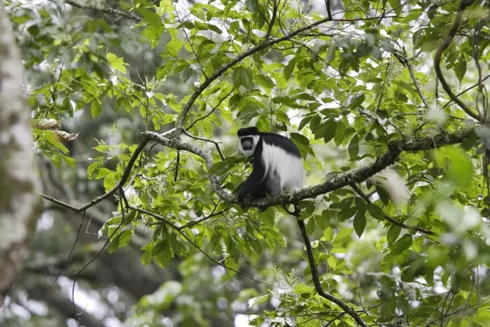 Framed Print : Western Black-and-white Colobus Monkey Arsi Region - Ethiopia Framed Print : Western Black-and-white Colobus Monkey Arsi Region - Ethiopia