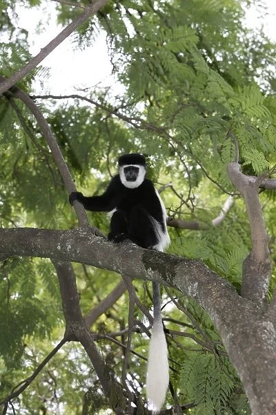 Western Black-and-white Colobus Monkey Ethiopia