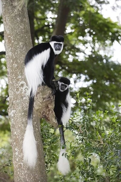 Western Black-and-white Colobus Monkey - two. Awasa - Arsi Region - Ethiopia