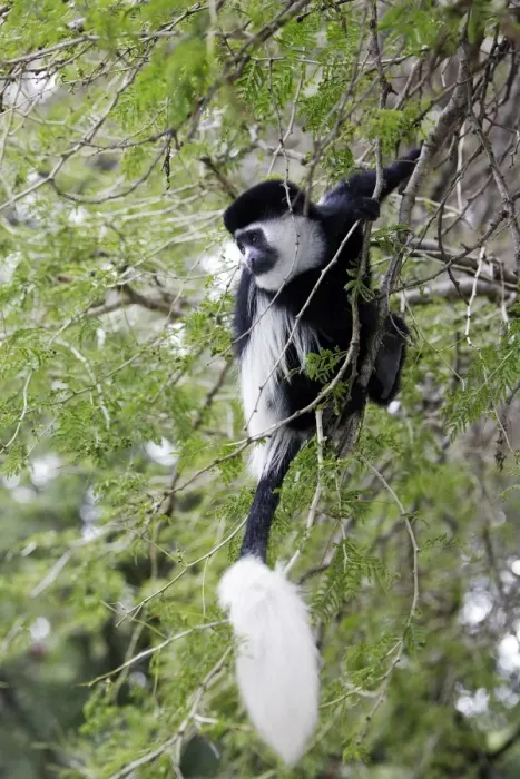 Framed Print : Western Black-and-white / King Colobus Monkey. Awasa - Arsi Region - Ethiopia Framed Print : Western Black-and-white / King Colobus Monkey. Awasa - Arsi Region - Ethiopia