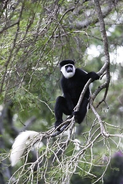 Western Black-and-white  /  King Colobus Monkey. Awasa - Arsi Region - Ethiopia