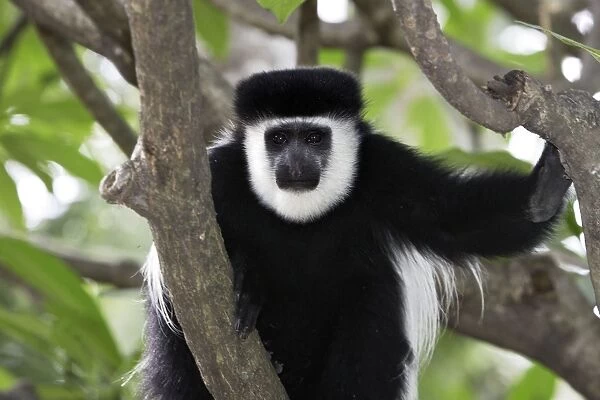 Western Black-and-white  /  King Colobus Monkey. Awasa - Arsi Region - Ethiopia