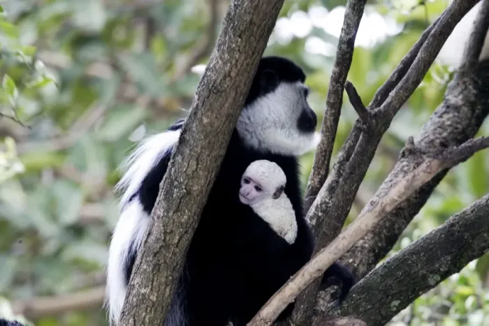 Framed Print : Western Black-and-white / King Colobus Monkey - with baby. Awasa - Arsi Region - Ethiopia Framed Print : Western Black-and-white / King Colobus Monkey - with baby. Awasa - Arsi Region - Ethiopia