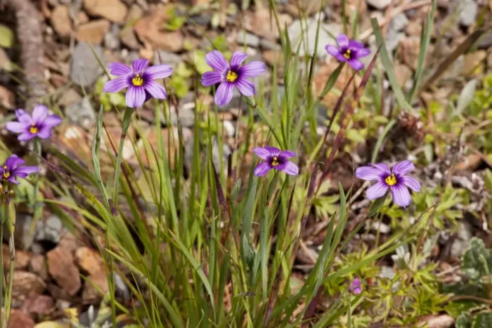 Framed Print : Western Blue-eyed Grass / Californian Blue-eyed Grass Framed Print : Western Blue-eyed Grass / Californian Blue-eyed Grass