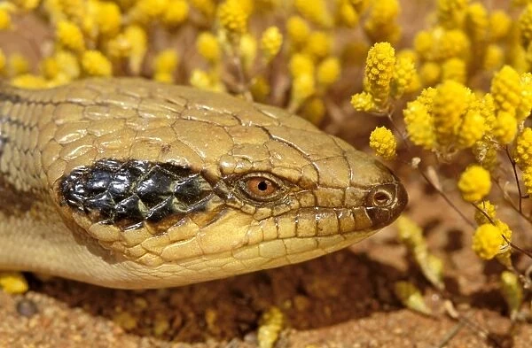 Western blue-tongued Lizard - close up of face, Strzelecki Desert, South Australia JPF28526