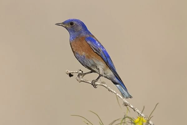 Western Bluebird - adult male - Southeast Arizona in March - USA