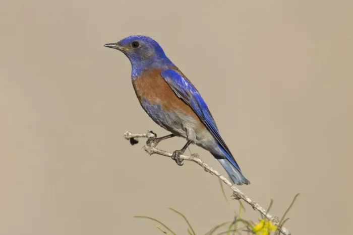Framed Print : Western Bluebird - adult male - Southeast Arizona in March - USA Framed Print : Western Bluebird - adult male - Southeast Arizona in March - USA