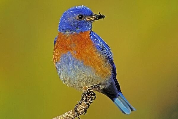 Western bluebird - Male Columbia River Gorge, Oregon, Pacific Northwest, USA. May. B8030