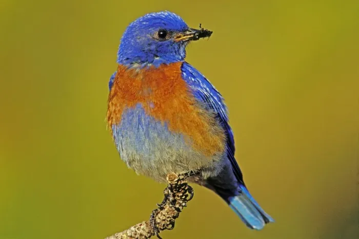 Framed Print : Western bluebird - Male Columbia River Gorge, Oregon, Pacific Northwest, USA. May. B8030 Framed Print : Western bluebird - Male Columbia River Gorge, Oregon, Pacific Northwest, USA. May. B8030