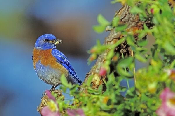 Western bluebird - Male with insect on perch surrounded by wild rose blossoms. Columbia River Gorge, Oregon, Pacific Northwest, USA May. B8028
