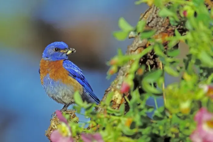 Framed Print : Western bluebird - Male with insect on perch surrounded by wild rose blossoms. Columbia River Gorge, Oregon, Pacific Northwest, USA May. B8028 Framed Print : Western bluebird - Male with insect on perch surrounded by wild rose blossoms. Columbia River Gorge, Oregon, Pacific Northwest, USA May. B8028