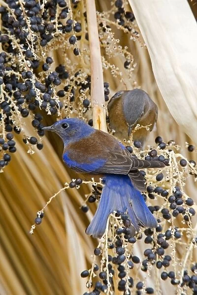 Western Bluebird, Sialia mexicana. California in January