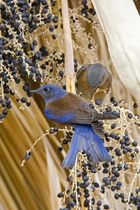 Framed Print : Western Bluebird, Sialia mexicana. California in January Framed Print : Western Bluebird, Sialia mexicana. California in January