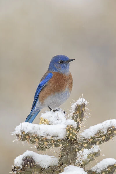 Western Bluebird - Sialia mexicana - Male in winter