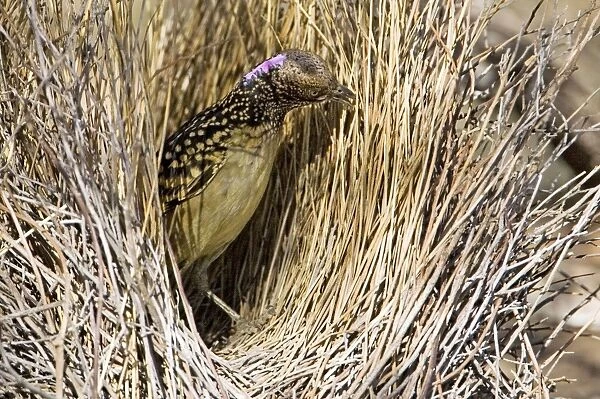 Western Bowerbird - Placing a stick in its bower - Olive Pink Botanic Gardens, Alice Springs, Northern Territory