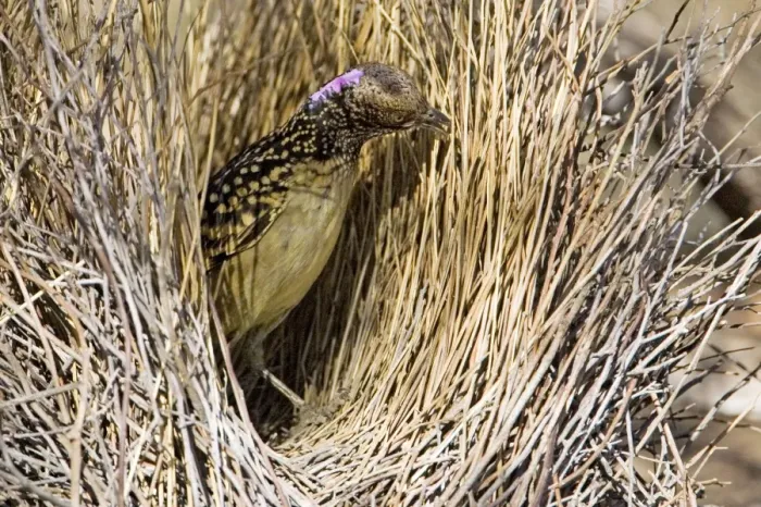 Framed Print : Western Bowerbird - Placing a stick in its bower - Olive Pink Botanic Gardens, Alice Springs, Northern Territory Framed Print : Western Bowerbird - Placing a stick in its bower - Olive Pink Botanic Gardens, Alice Springs, Northern Territory