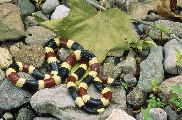 Western Coral Snake USA