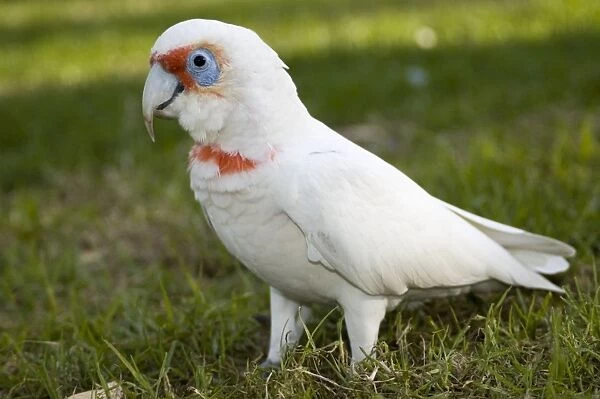 Western Corella. Inhabit tree-lined watercourses and adjacent plains. Flocks feed on ground and congregate in trees to strip leaves and roost. Uses long bill to dig for roots and corms. Abundant and widespread. Joondalup Park, Perth, W. Australia
