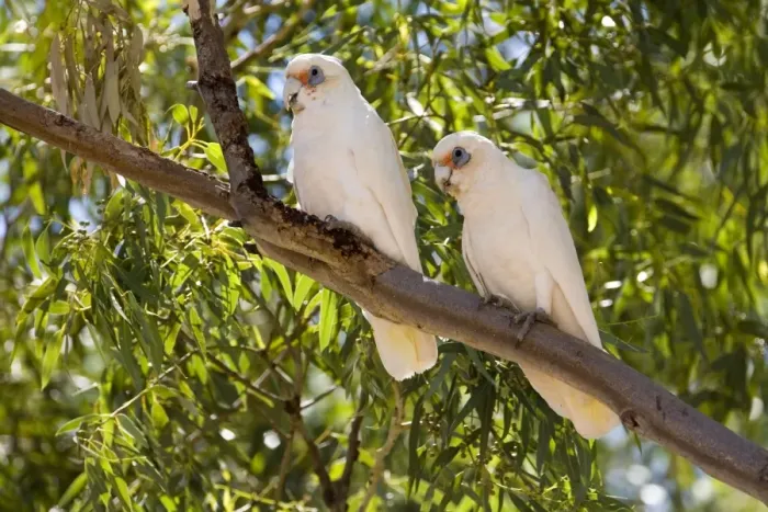 Framed Print : Western Corella Sheltering from the sun toward midday at Wongan Hills township. Inhabits woodlands and farmlands with trees in southwest Western Australia Framed Print : Western Corella Sheltering from the sun toward midday at Wongan Hills township. Inhabits woodlands and farmlands with trees in southwest Western Australia