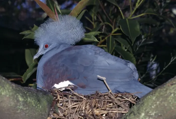 Framed Print : Western crowned-pigeon. Also known as: Blue crowned-pigeon, common crowned pigeon, great goura and masked pigeon - incubating eggs in nest Framed Print : Western crowned-pigeon. Also known as: Blue crowned-pigeon, common crowned pigeon, great goura and masked pigeon - incubating eggs in nest