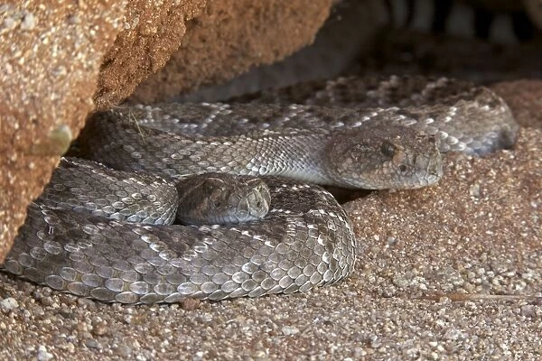 Western Diamond-backed Rattlesnake - emerging from winter hibernation site - March 2011 - Arizona - Sonoran desert