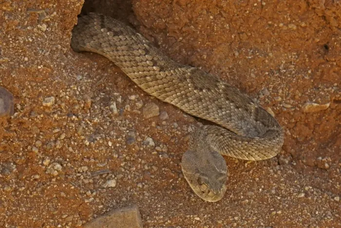 Framed Print : Western Diamond-backed Rattlesnake - emerging from winter hibernation site - March 2011 - Arizona - Sonoran desert Framed Print : Western Diamond-backed Rattlesnake - emerging from winter hibernation site - March 2011 - Arizona - Sonoran desert