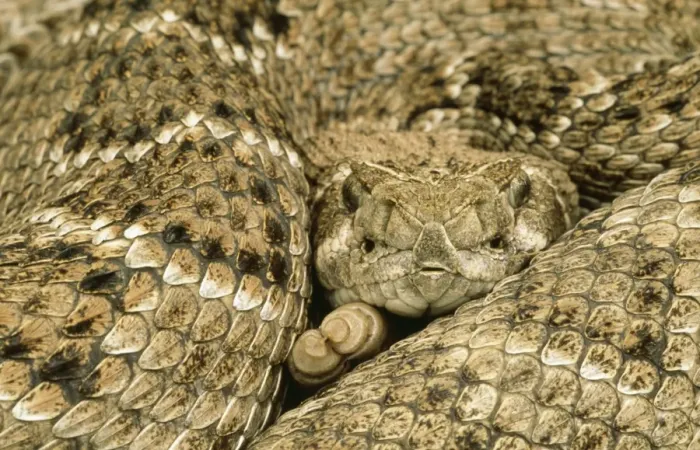 Framed Print : Western Diamond Back Rattlesnake Texas, USA Framed Print : Western Diamond Back Rattlesnake Texas, USA