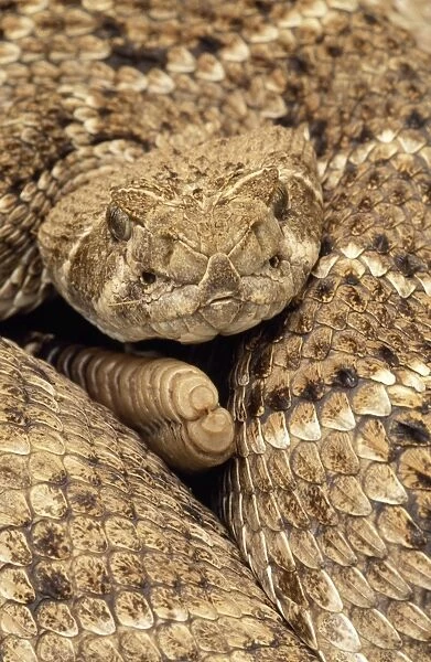 Western Diamondback Rattlesnake - Coiled, close-up showing head & rattle. Texas, USA
