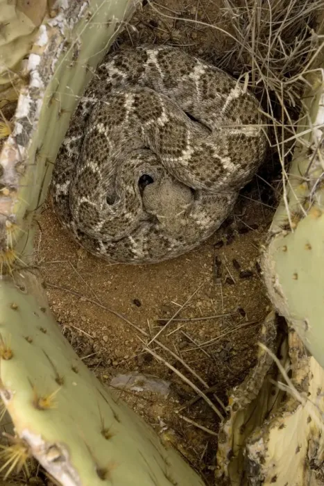 Framed Print : Western Diamondback Rattlesnake Coiled - In prickley pear cactus - Sonoran Desert - Arizona - In ambush posture waiting for prey - USA -Perhaps the most dangerous North American serpant - often holding its ground Framed Print : Western Diamondback Rattlesnake Coiled - In prickley pear cactus - Sonoran Desert - Arizona - In ambush posture waiting for prey - USA -Perhaps the most dangerous North American serpant - often holding its ground