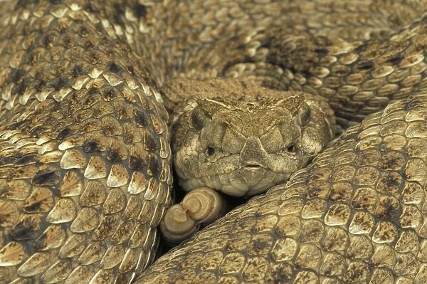 Western Diamondback Rattlesnake - Coiled up showing head and tail. Texas, USA