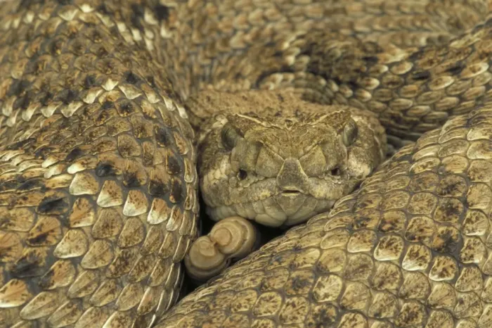 Framed Print : Western Diamondback Rattlesnake - Coiled up showing head and tail. Texas, USA Framed Print : Western Diamondback Rattlesnake - Coiled up showing head and tail. Texas, USA